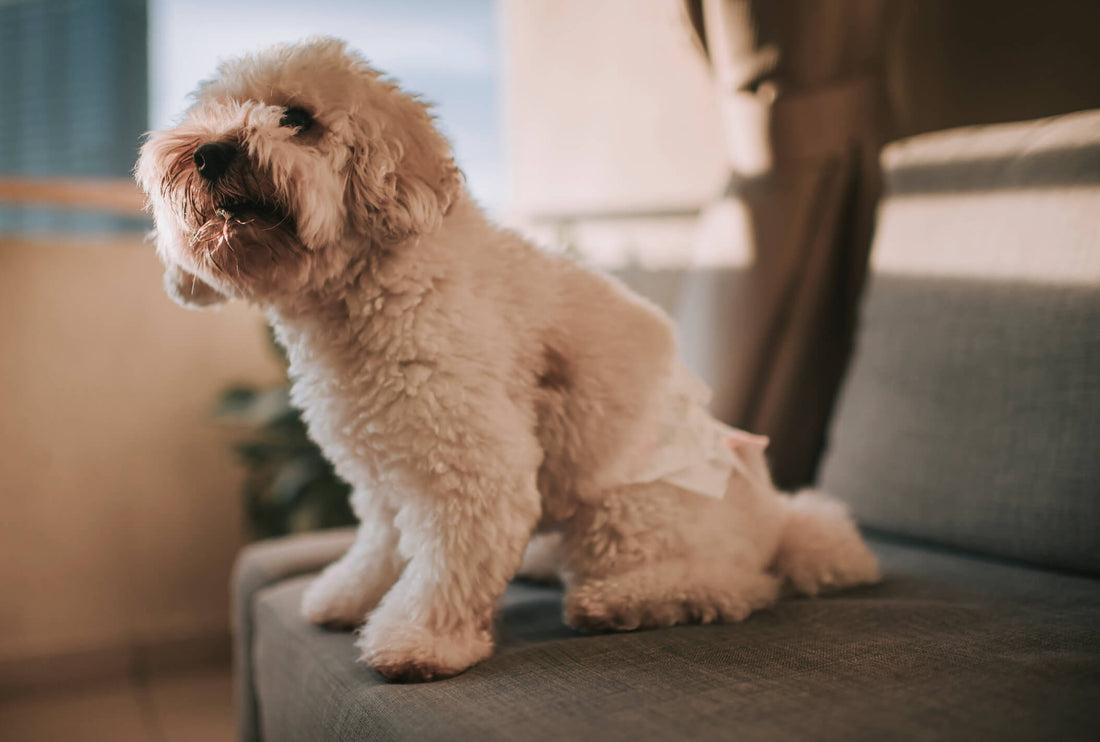 Is it Humane to Diaper Your Dog?
