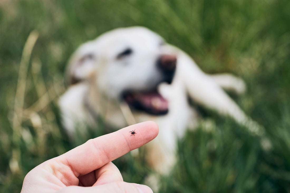 Keep Ticks from Ticking Off Your Pup!