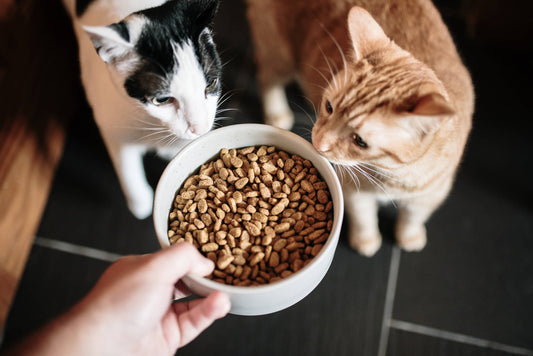Successfully Switch Your Pet's Food with These Tips