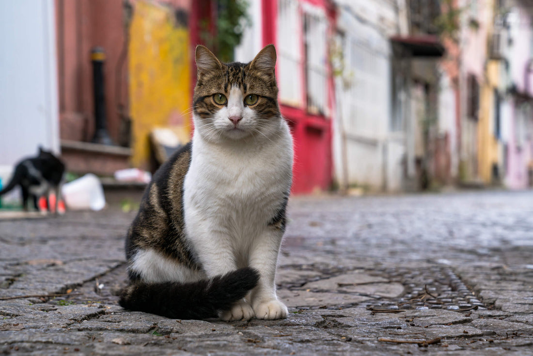 Here's Exactly Why Your Pets Shouldn’t Interact with Strays