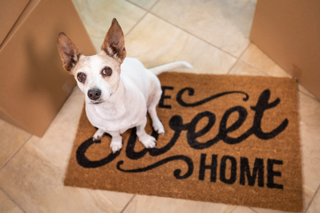 6 Ways to Support Your Rescue Dog’s Transition Home