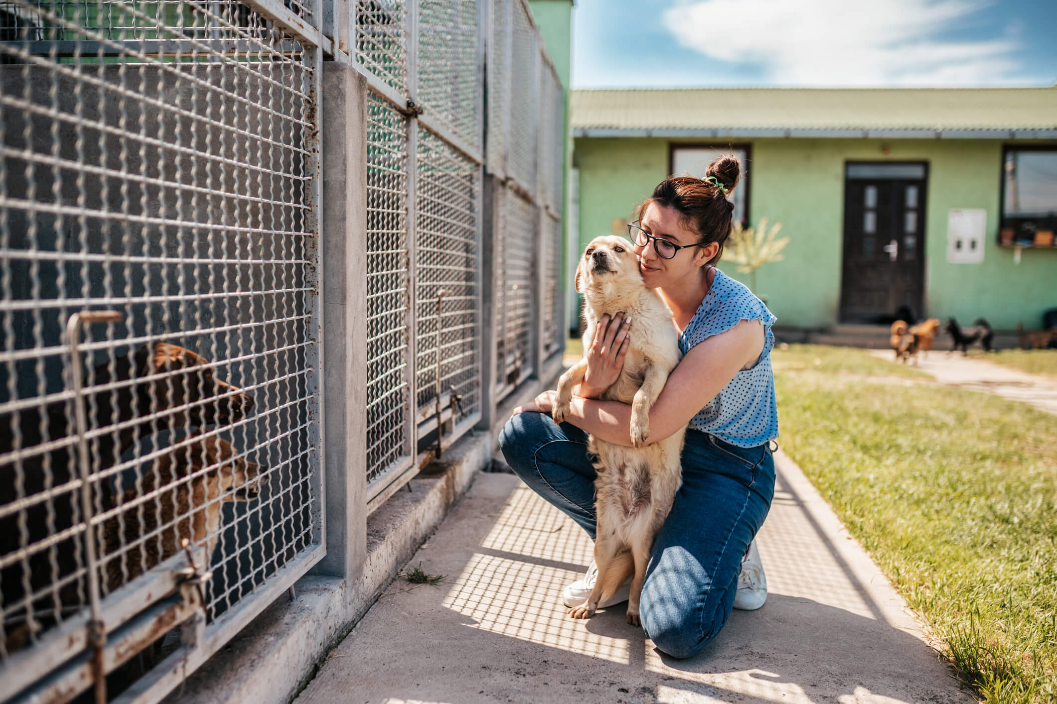 6 Things to Know Before Adopting a Dog From a Shelter | Pet Wellbeing