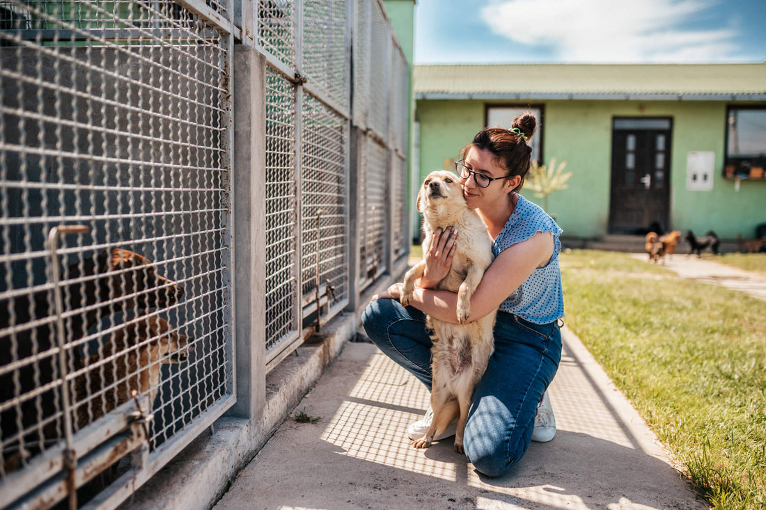 6 Things to Know Before Adopting a Dog From a Shelter