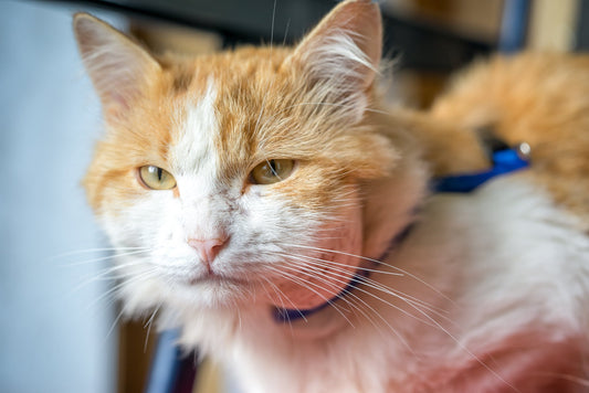 How to Identify and Treat an Abscess in Your Cat