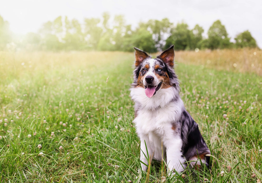 7 Ways to Make Your Dog's Kidneys Stronger