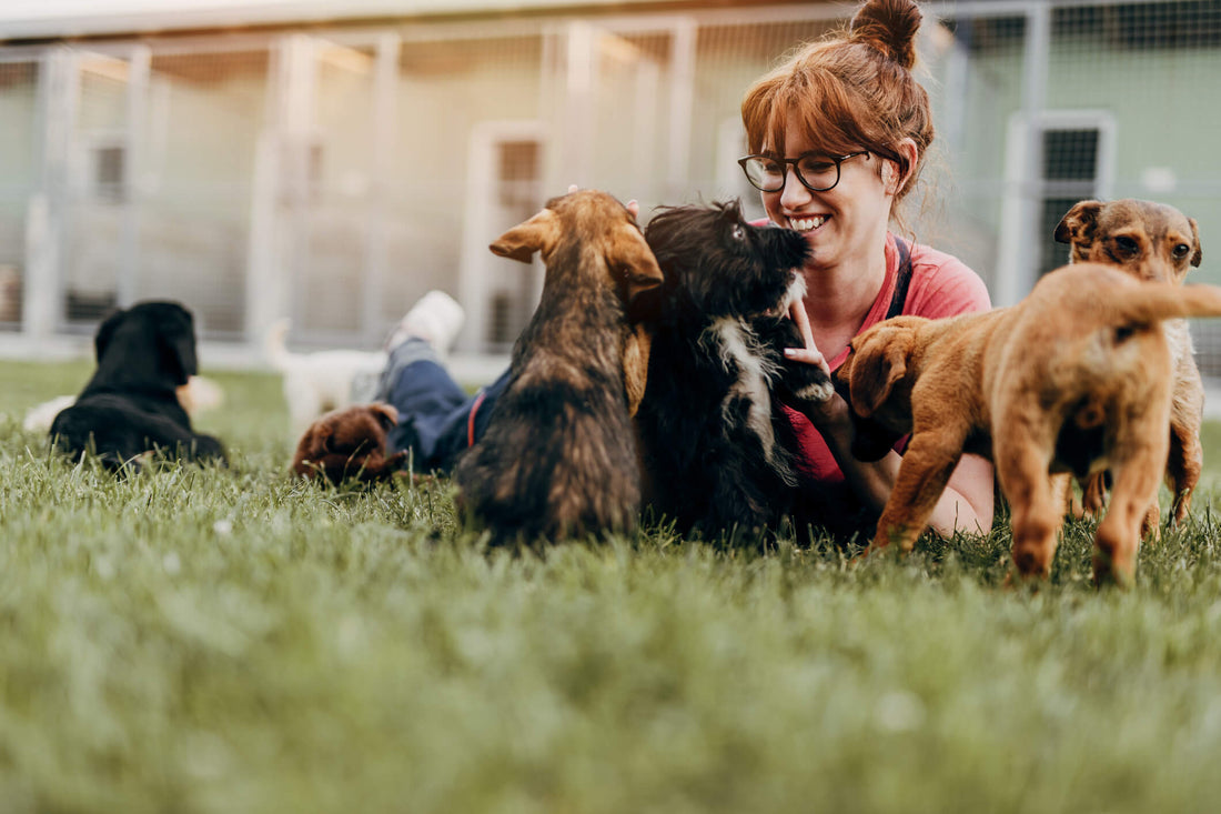 How Does a Pet Rescue Agency Work?