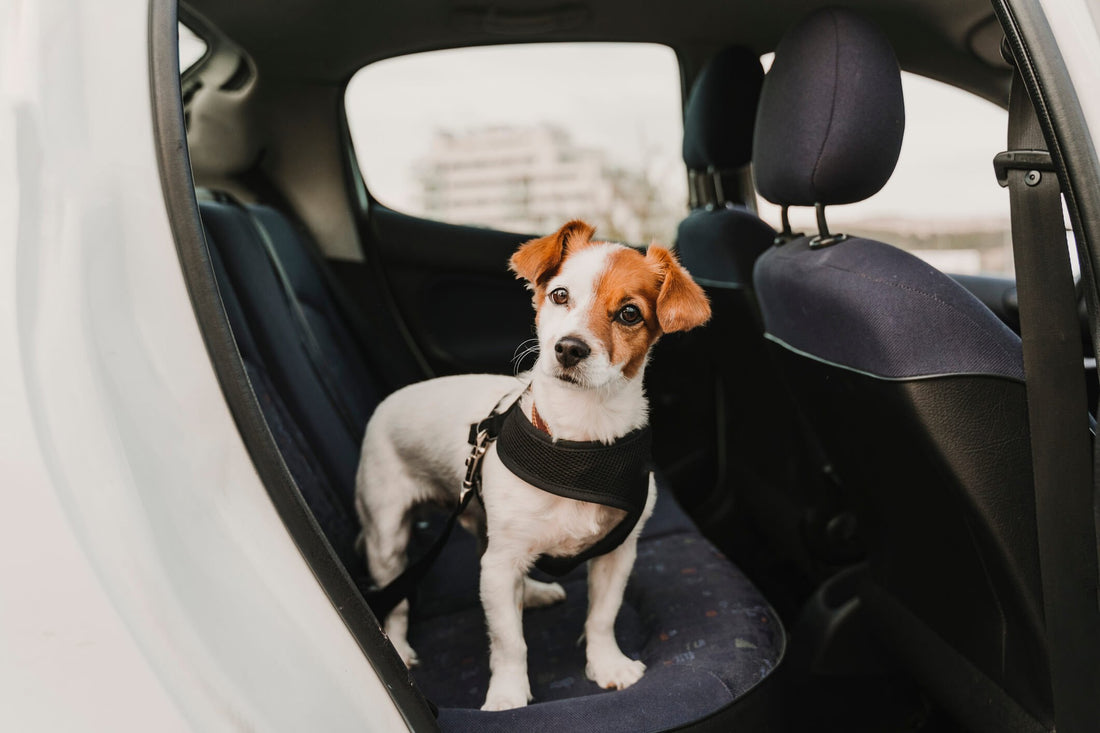 8 Tips for Making Dogs Less Nervous in the Car