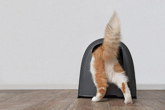 The Connection Between Lymphoma and Your Cat's GI Problems
