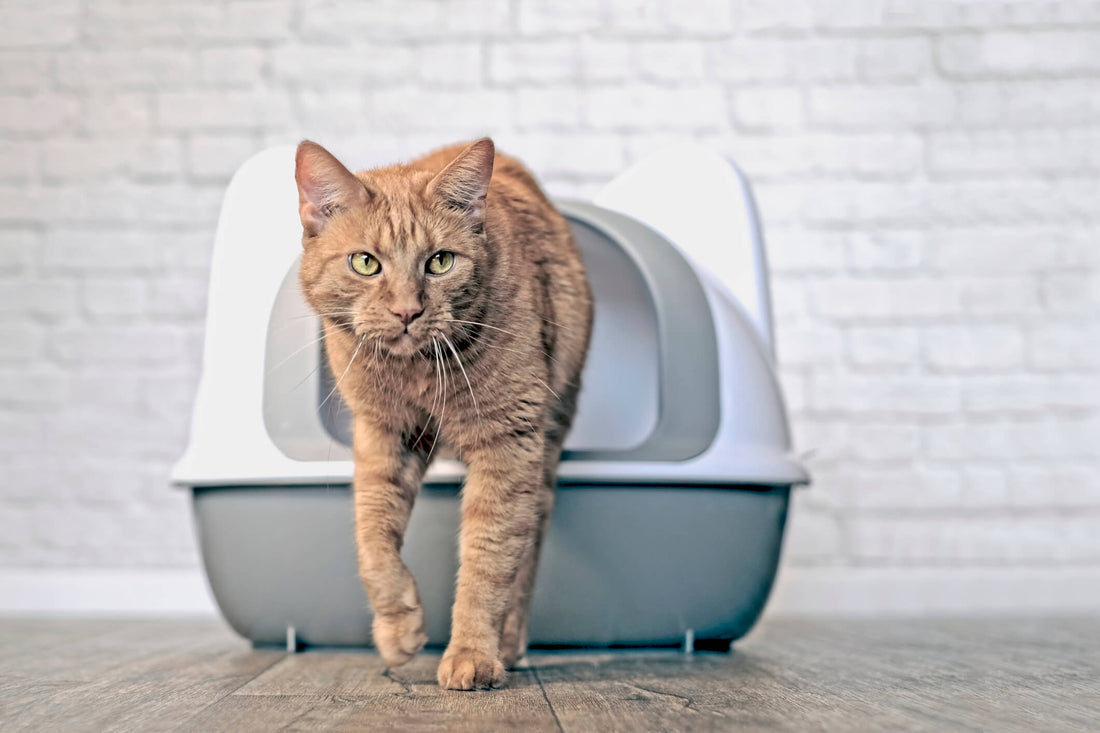 4 Things to Know if Your Pet Has Urinary Problems