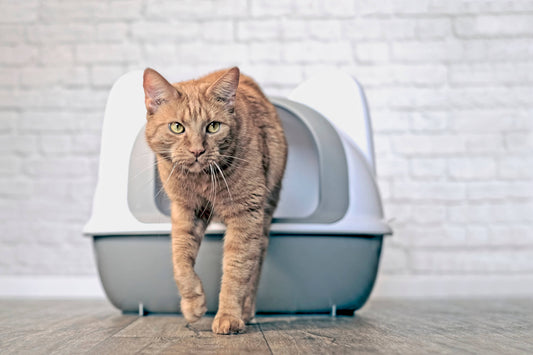 4 Things to Know if Your Pet Has Urinary Problems