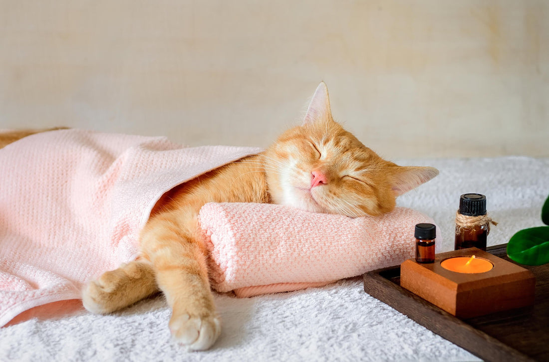Can Gentle Massage Soothe Anxious Cats?