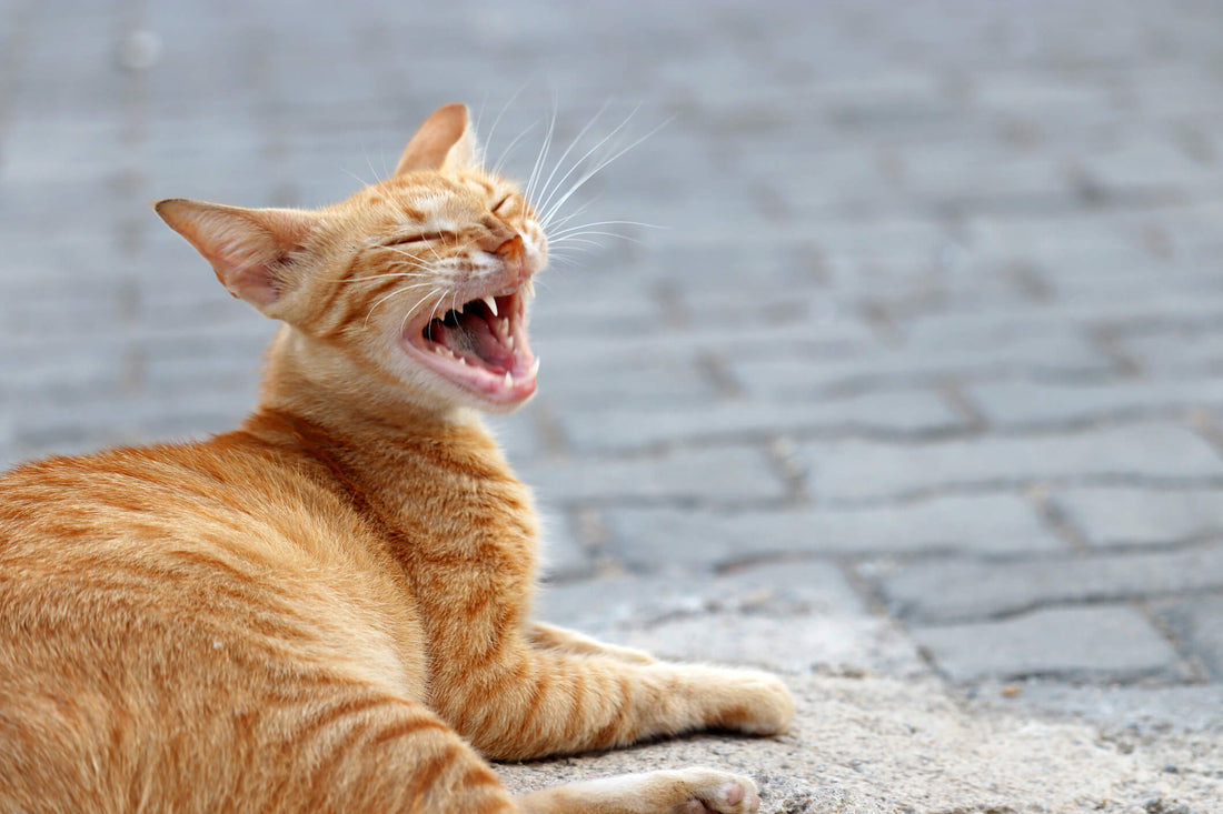 What to Make of Your Cat’s Repetitive Sneezing
