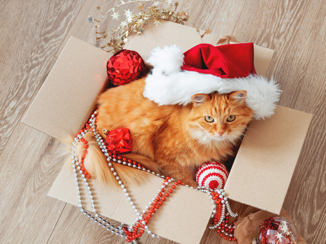 Trees, Wrapping, Tinsel: Keep Your Pets Away from Holiday Perils