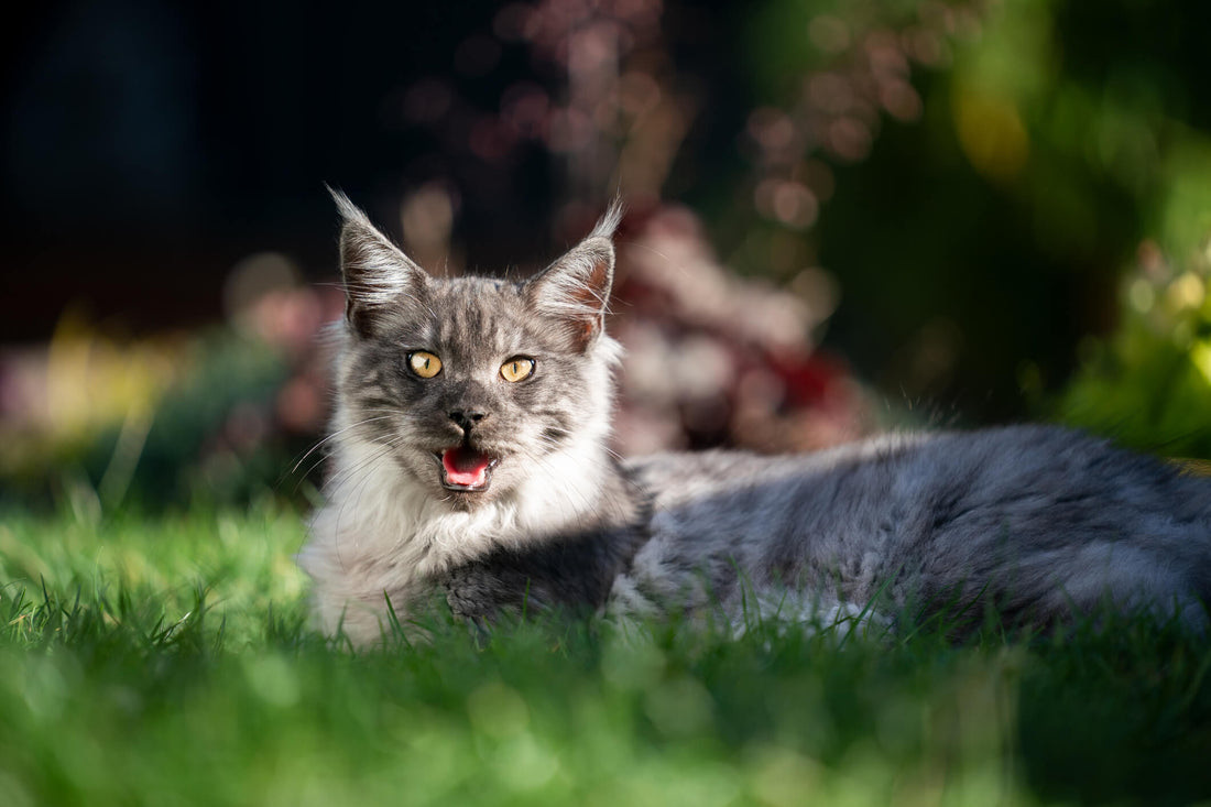 Is Your Cat Panting or Are They Having Trouble Breathing?