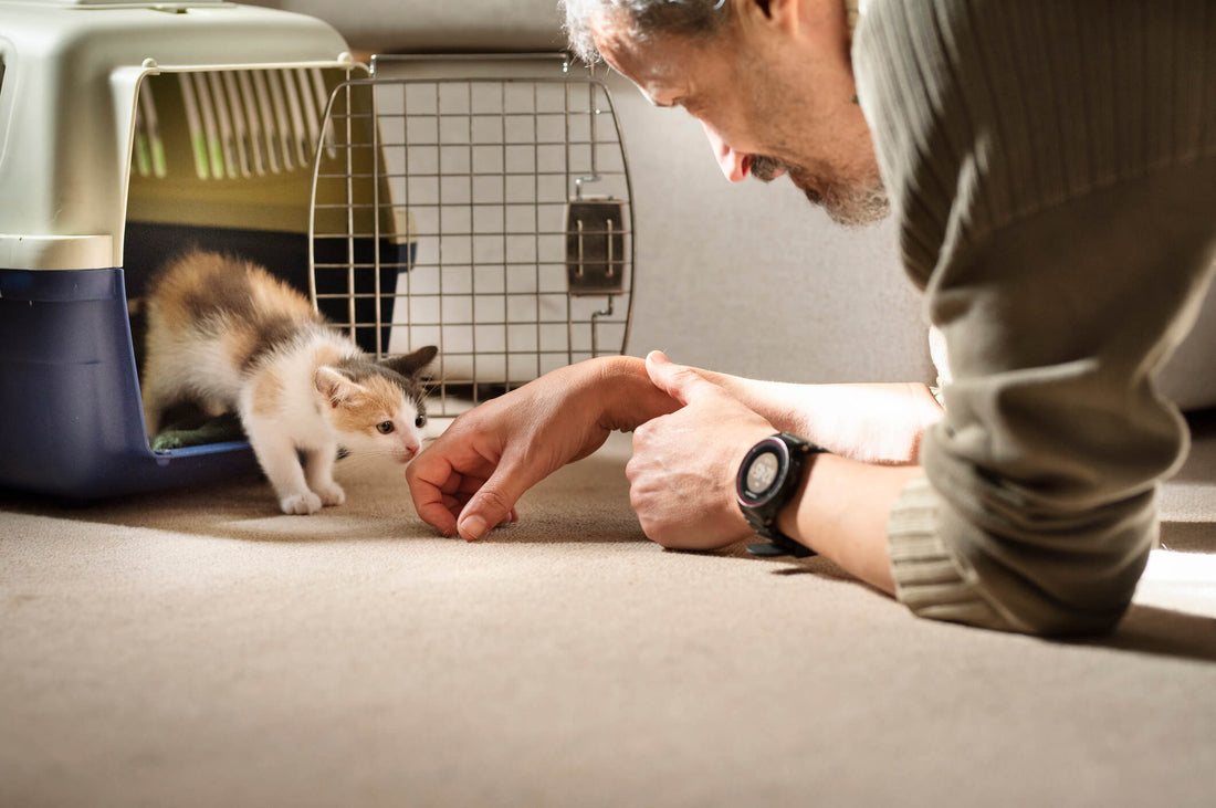Is Pet Fostering Right for You?