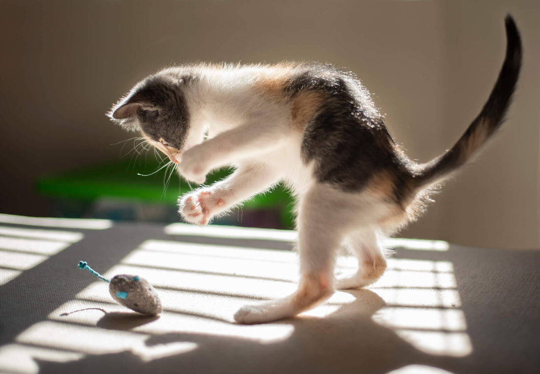 8 of the Best Cat Toys Available