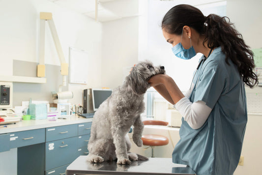 This is How Dogs Get Kidney Stones (and What You Can Do About It)