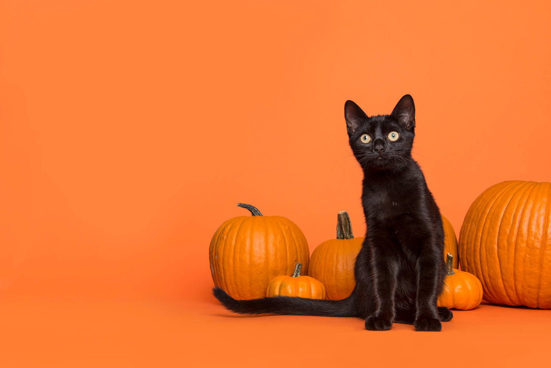 The History of Black Cat Lore Isn’t as Spooky as it Seems