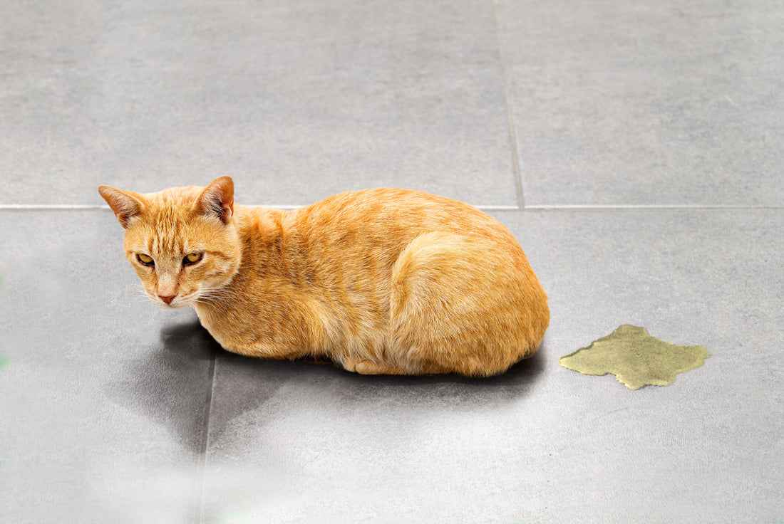 Is Your Cat Urine Marking or Is it a Urinary Problem?