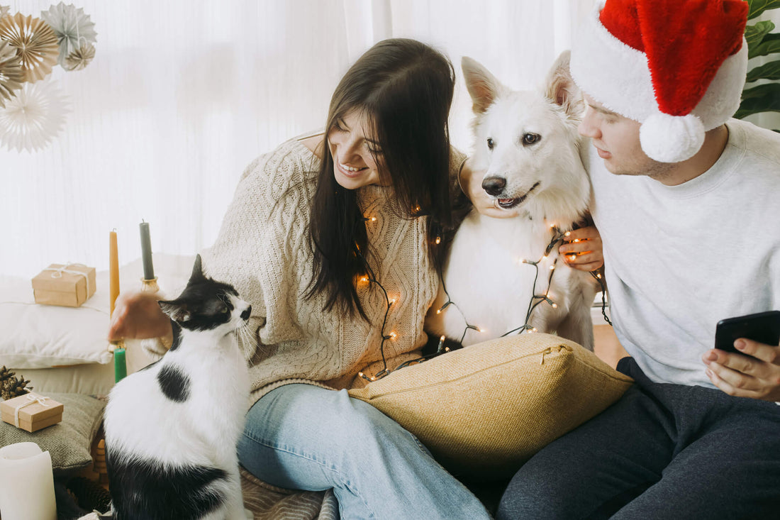 How You Can Minimize Your Pet's Stress This Holiday Season