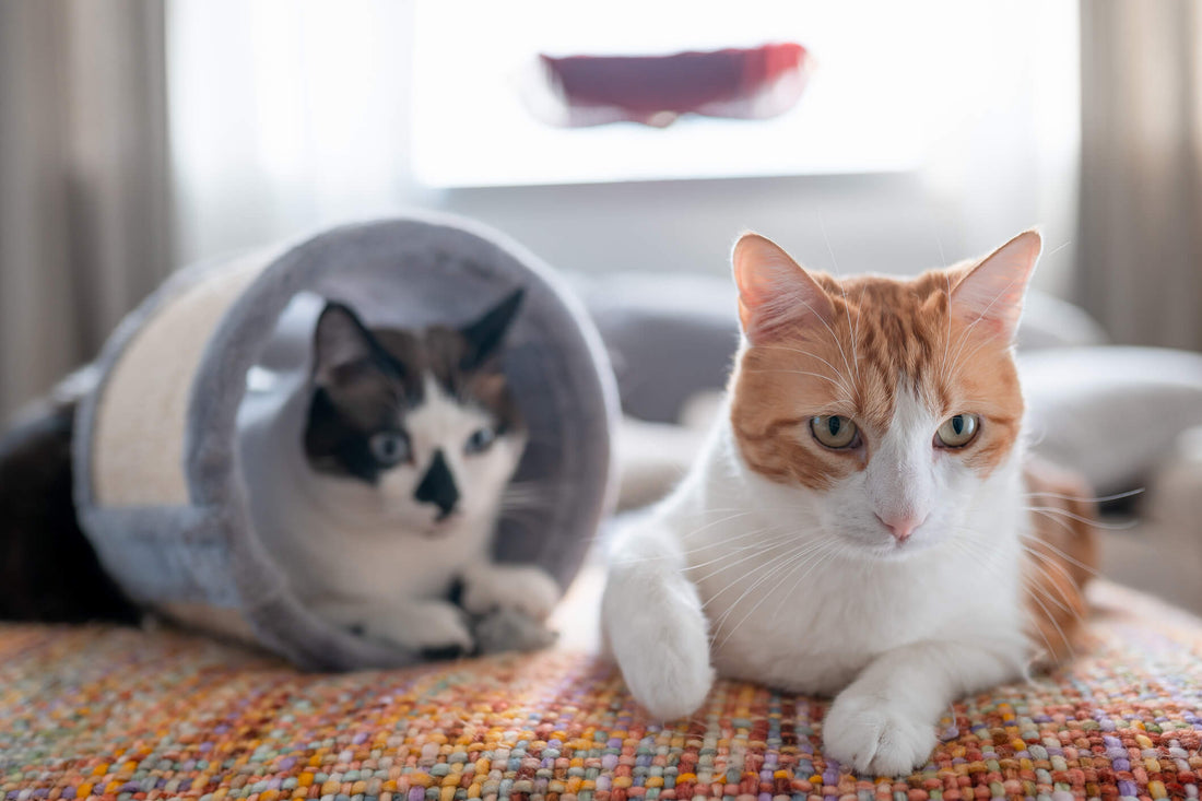 Is It Smart to Adopt a Kitten to Accompany Your Senior Cat?