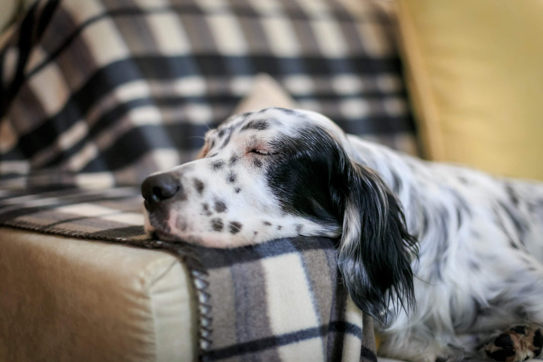 Can Pets Experience Sleep Disorders?