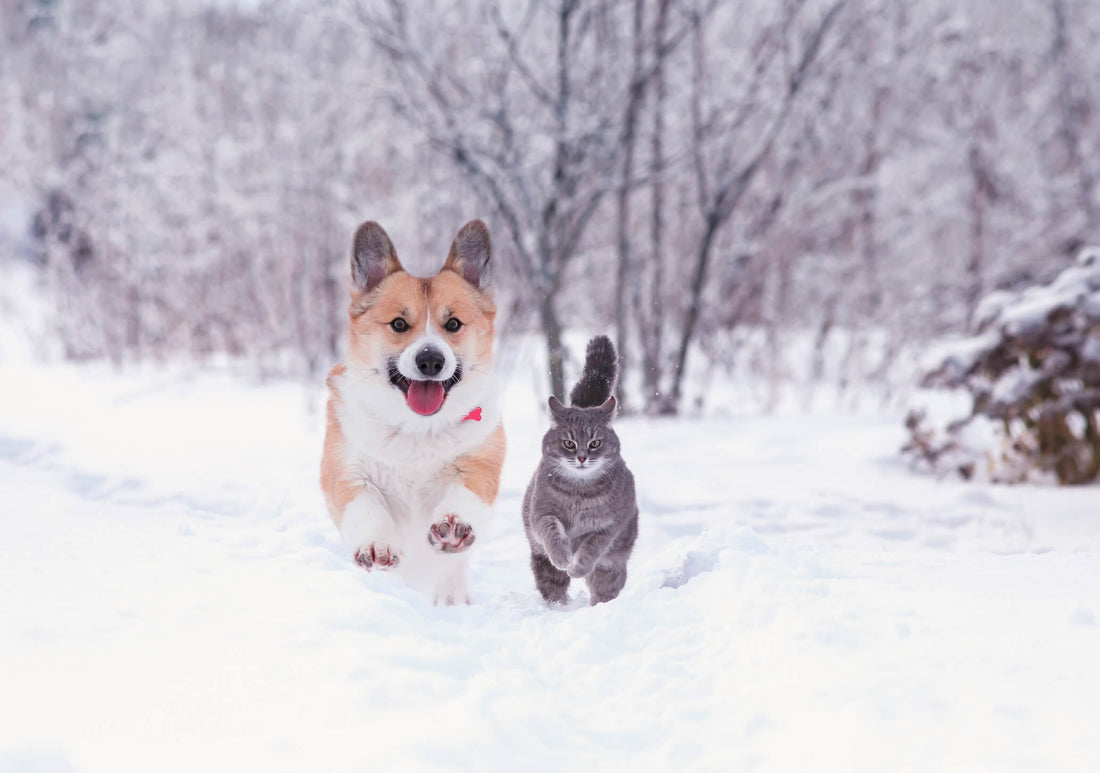 Cold Weather Dos and Don'ts for Outdoor Pets