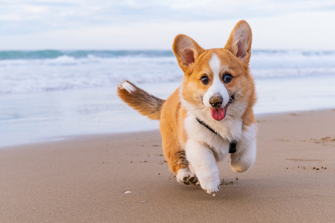 How Seaweed Can Improve Your Pet's Wellness
