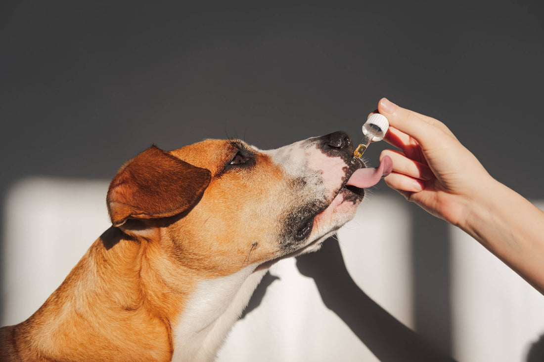8 Must-Have Pet Products for a Long, Healthy Life