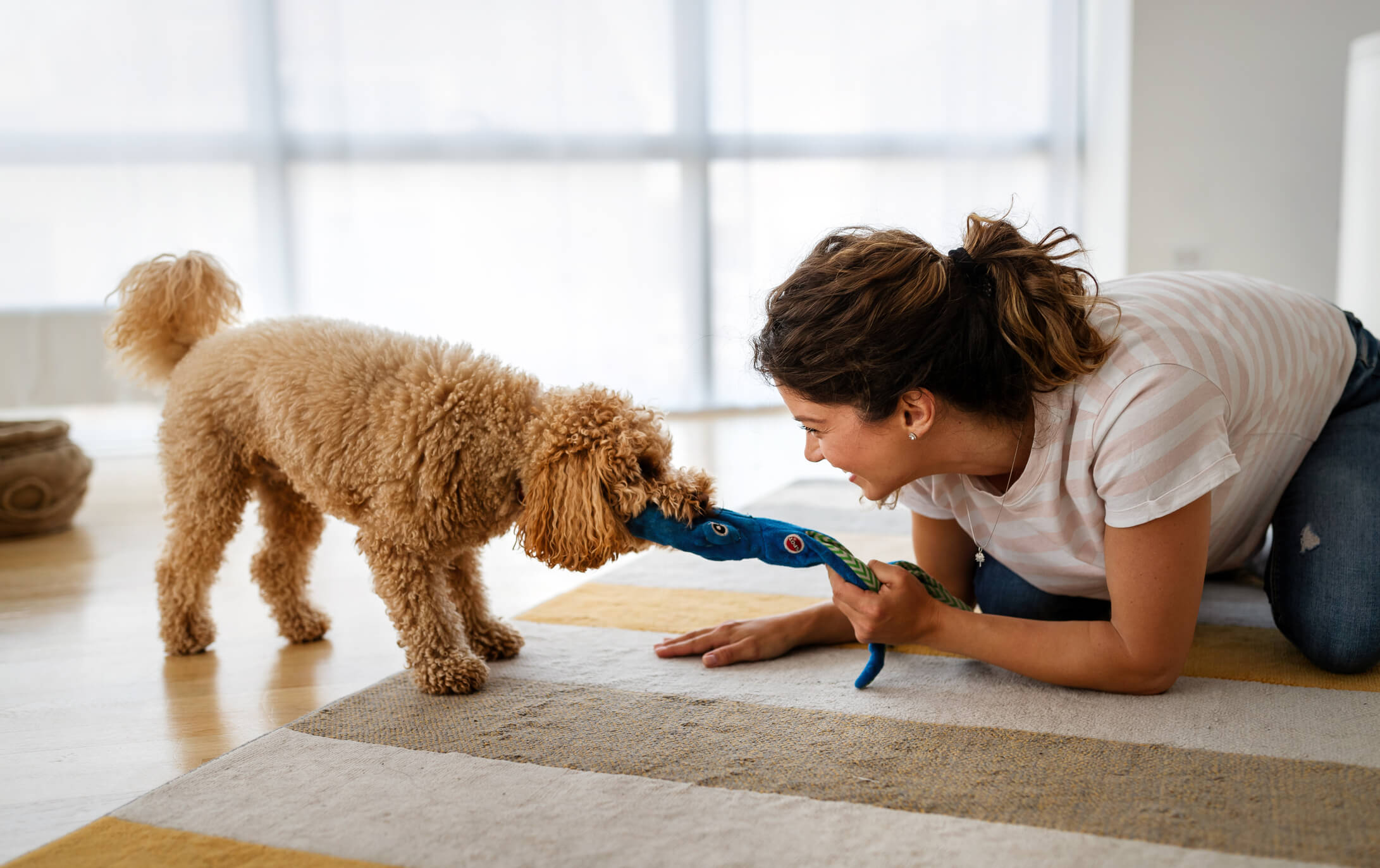 5 Indoor Exercises for Dogs This Winter | Pet Wellbeing