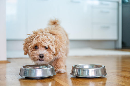 Healthy Dog Digestion 101