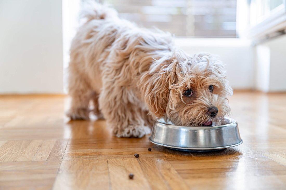 How to Manage Your Dog’s Gut Health with Nutrition