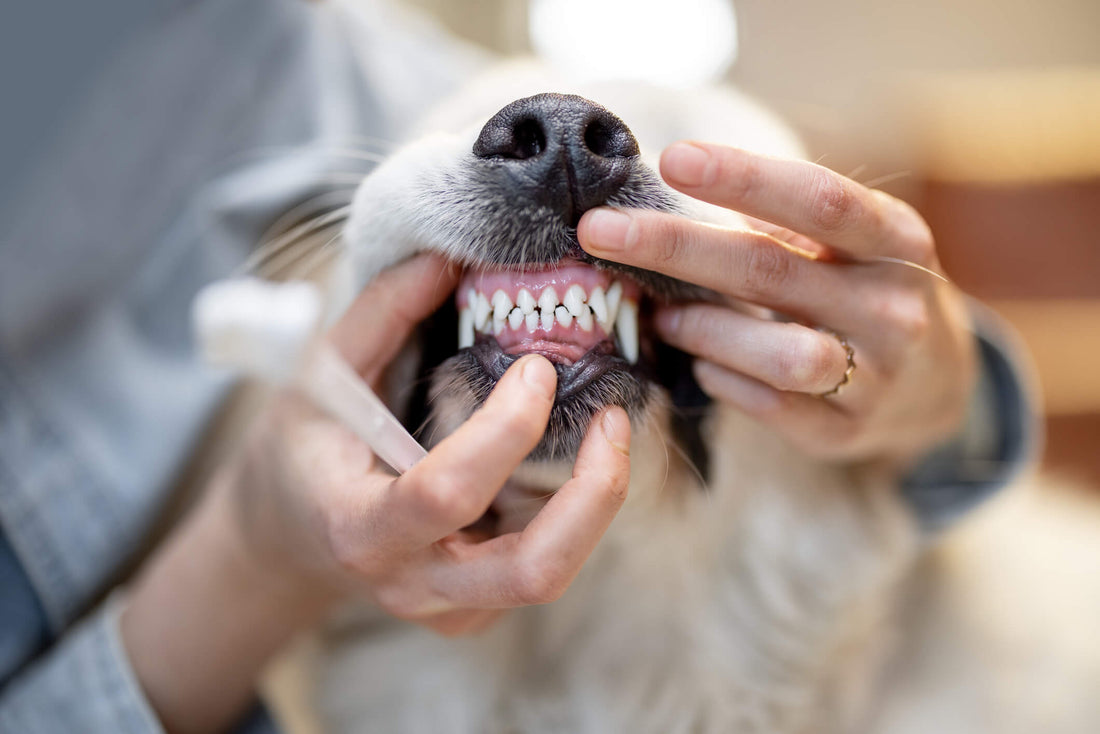 Understanding Gum Disease in Dogs