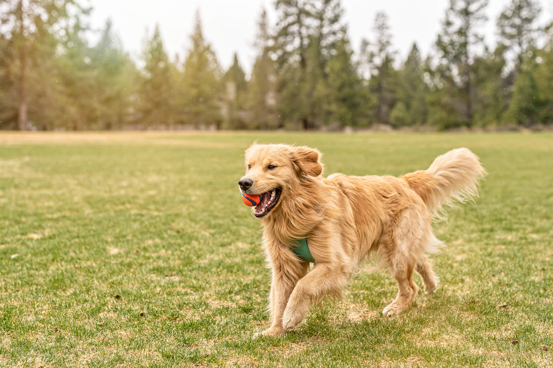How Fish Oil Can Help Your Dog’s Joint Health