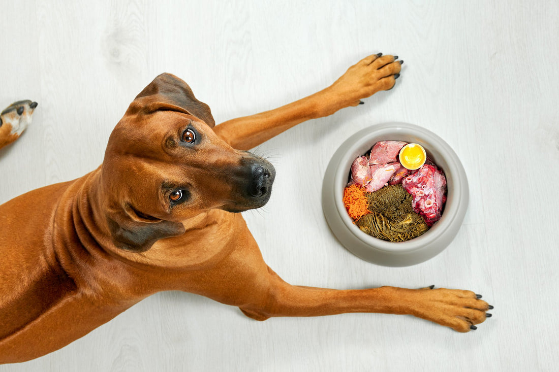 How Much Protein Does Your Dog Actually Need?