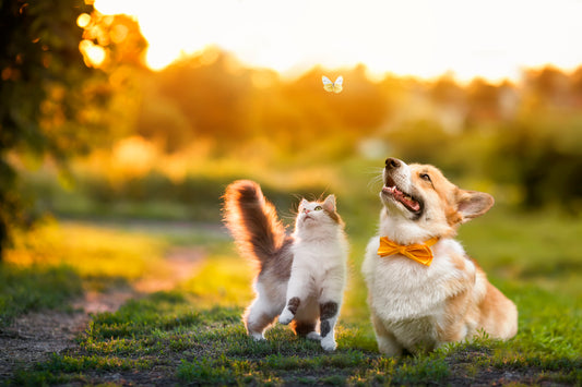 Medicinal Mushrooms: A Powerful Defense for Cancer in Cats & Dogs