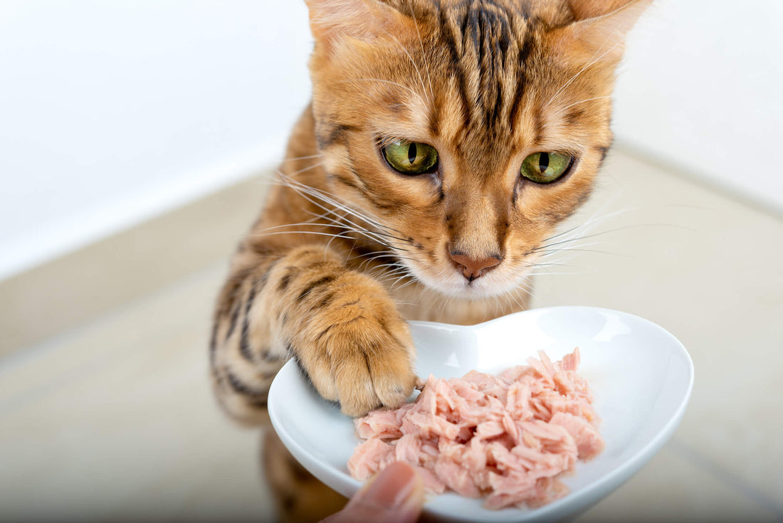 How to Manage Your Cat’s Gut Health with Nutrition