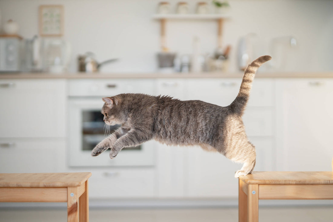 How to Manage Your Cat’s Joint Health with Nutrition