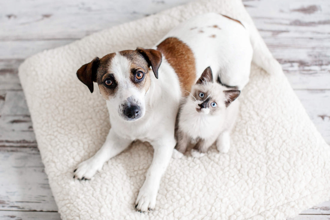 Why Omega 3s are So Important for Puppies & Kittens