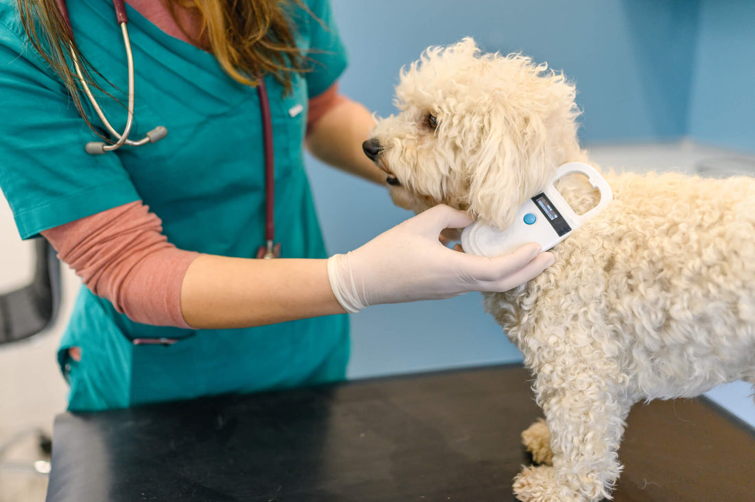 How Microchips Protect Your Pet