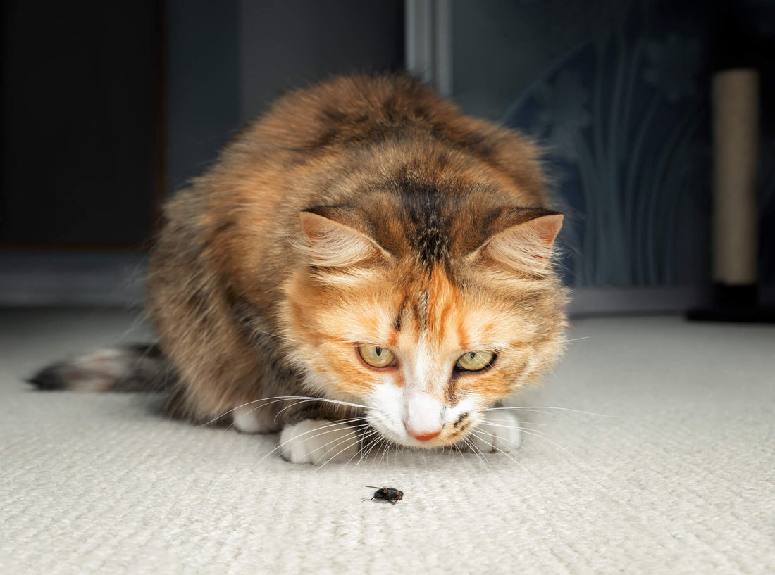 3 of the Most Common Parasites in Cats
