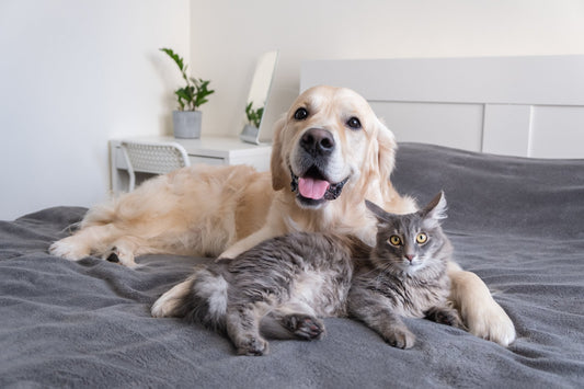 How Will You Observe Pet Cancer Awareness Month?