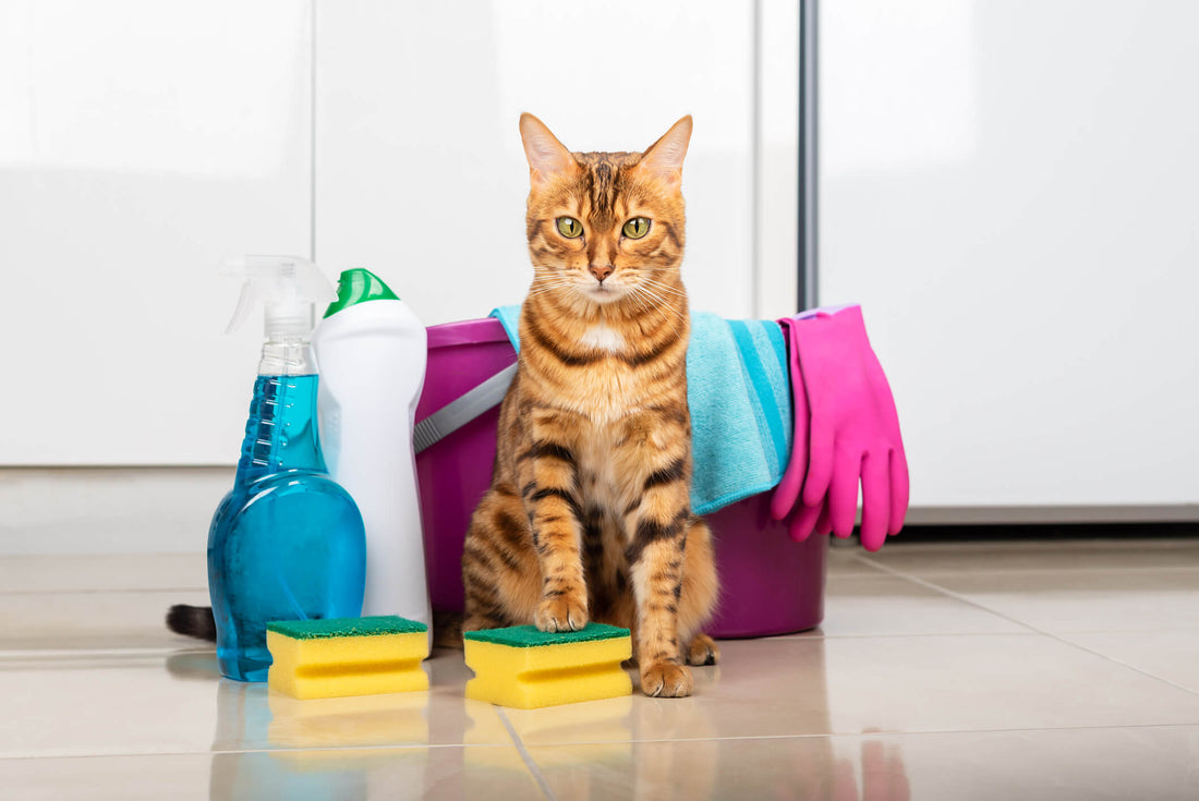 These Household Items Can Be Toxic to Cats!
