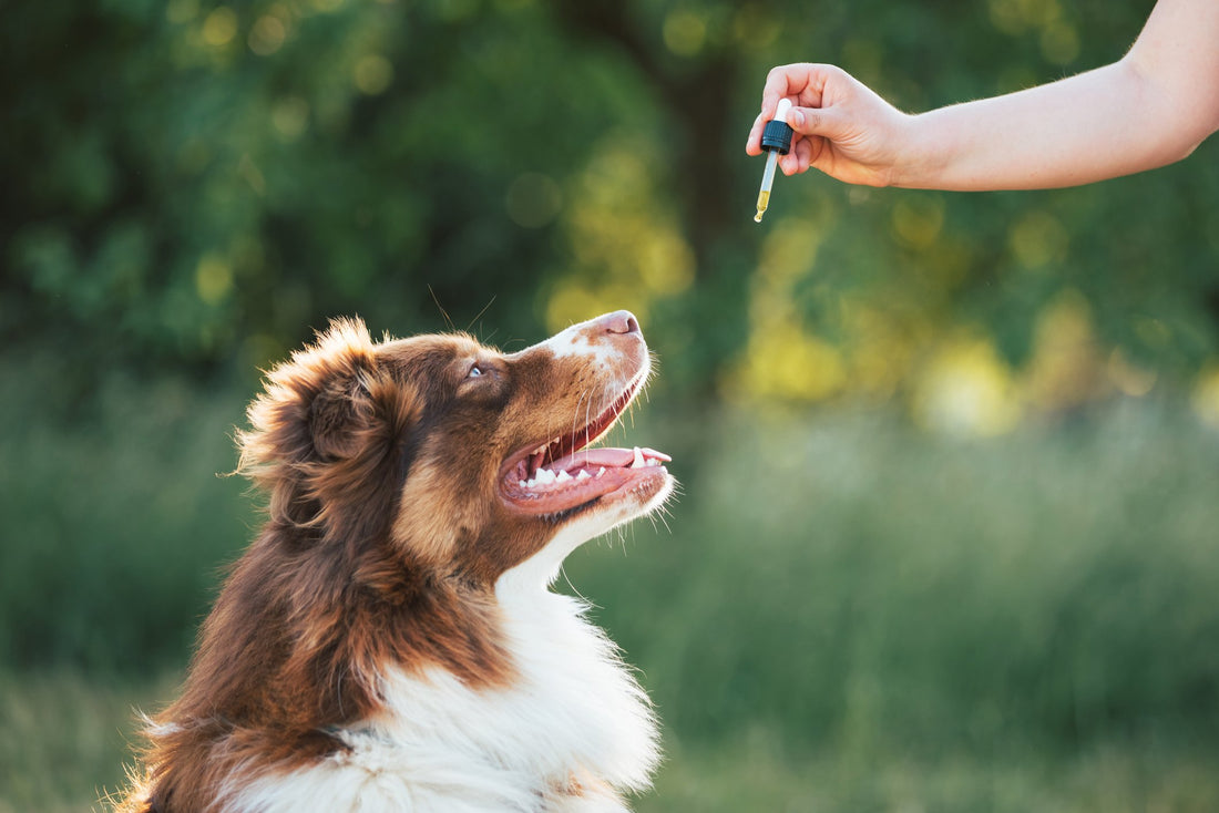 All-Natural Pain Management Methods for Dogs