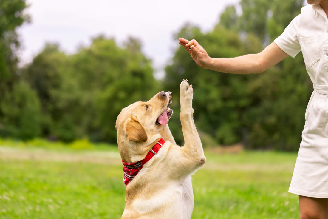 Introducing Pet Wellbeing's Chewable for Skin and Coat Health in Dogs