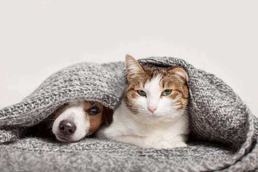 Can Cats & Dogs Catch Colds?