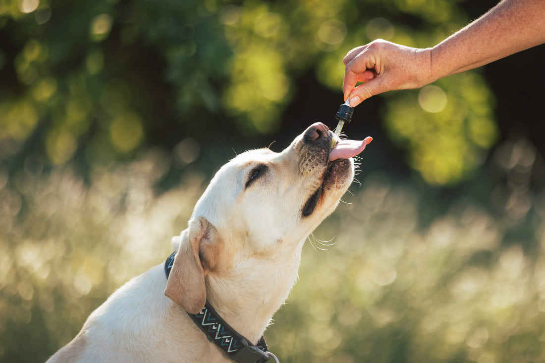 Chewable Supplements vs Liquid Supplements for Dogs