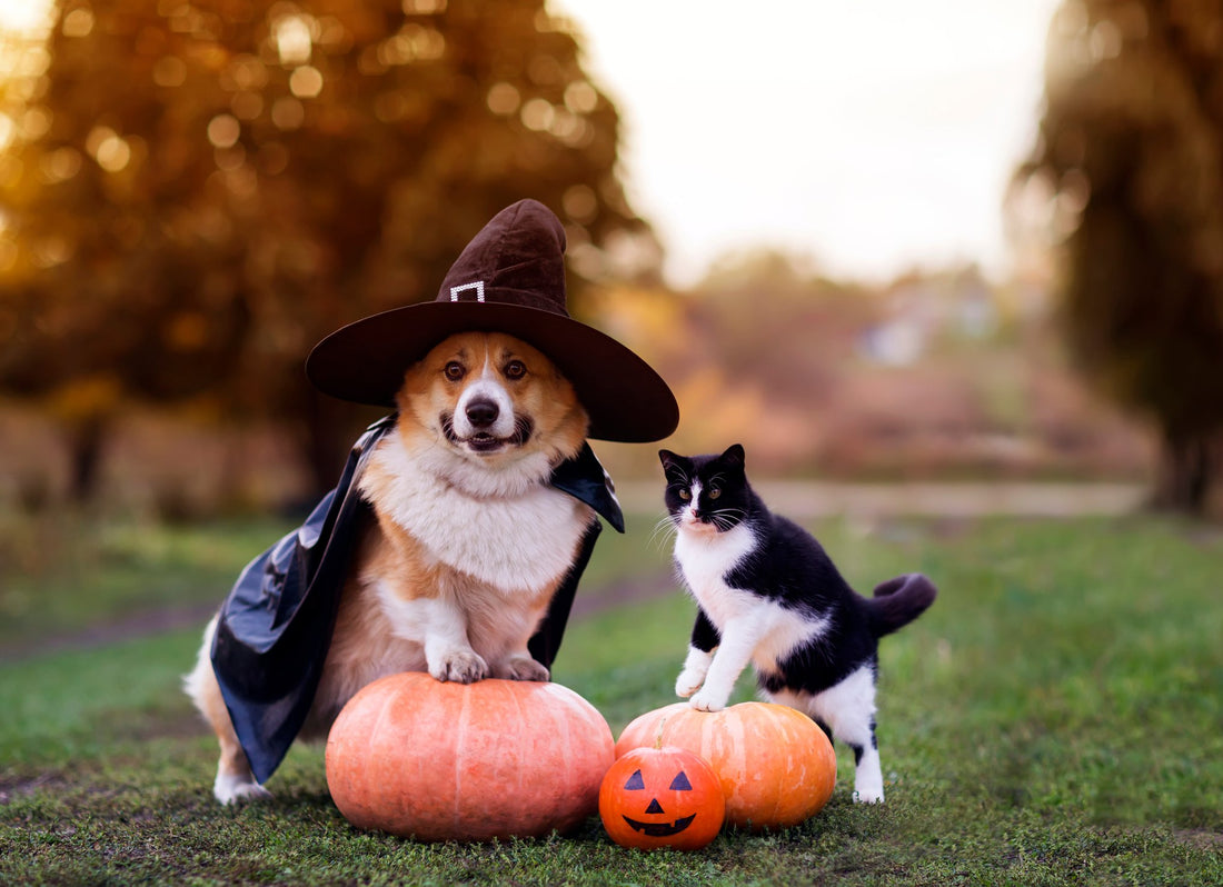 The Miracle of Pumpkin for Your Pet's Digestion Problems