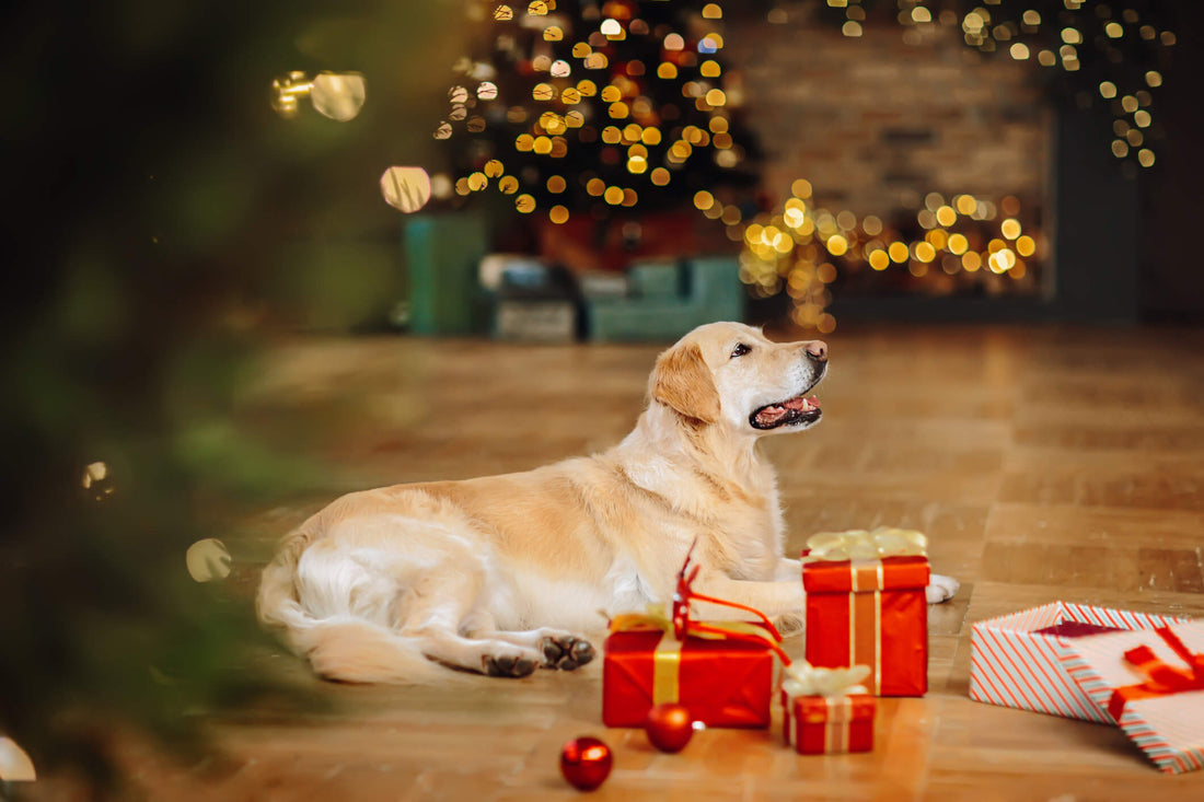 Keep Your Dog Stress-Free During Your Holiday Party