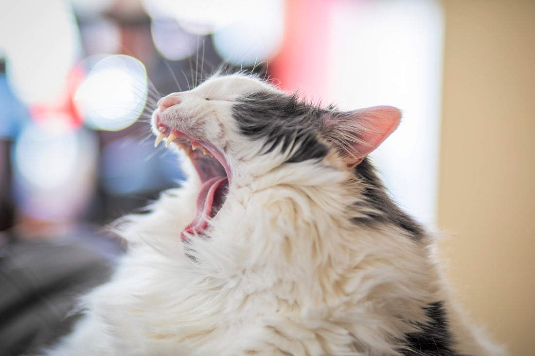 Causes and Remedies for Your Kitty's Stinky Breath